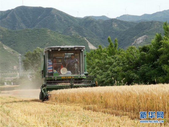 (新華全媒頭條·圖文互動)(5)特殊之年夏糧豐收背后的特殊之舉
